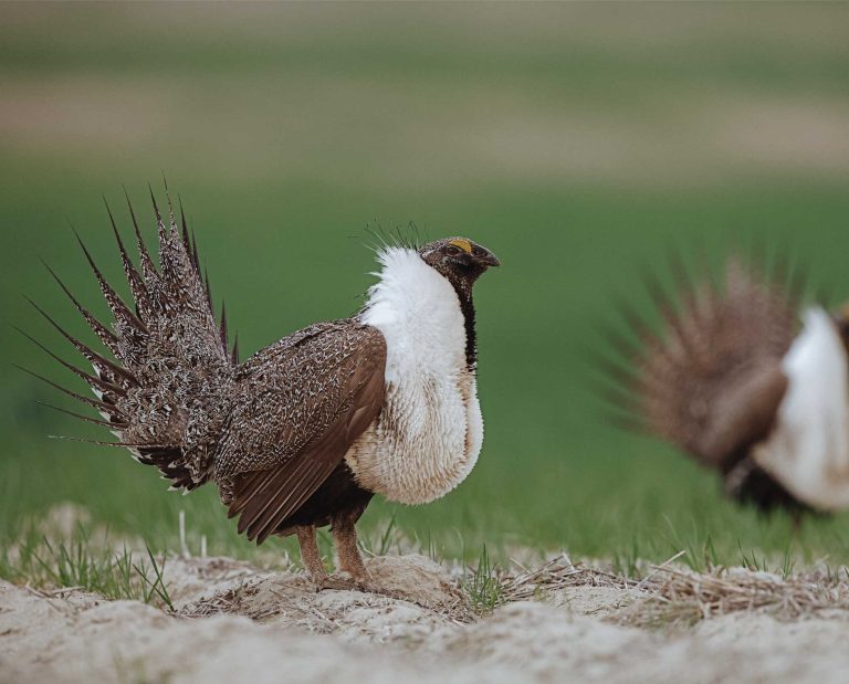 Two sage grouse doing their mating dance.