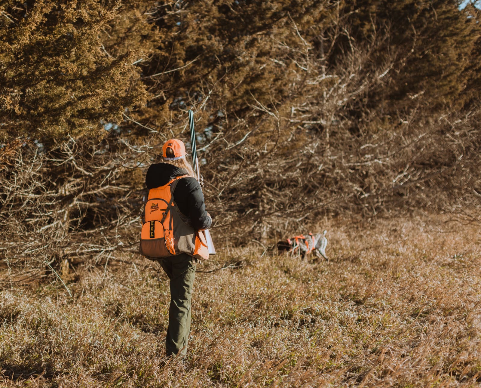 A hunter walks up on a dog pointing bobwhite quail