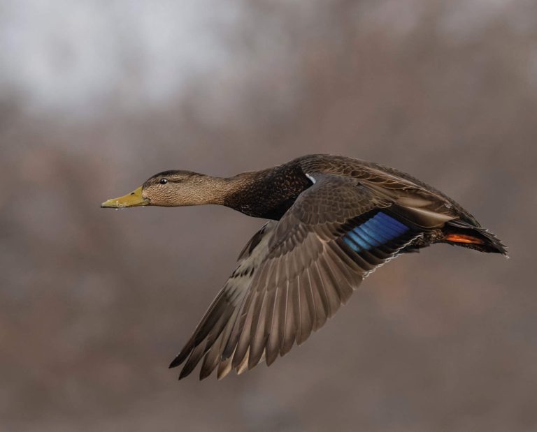 A Guide to Hunting Black Ducks