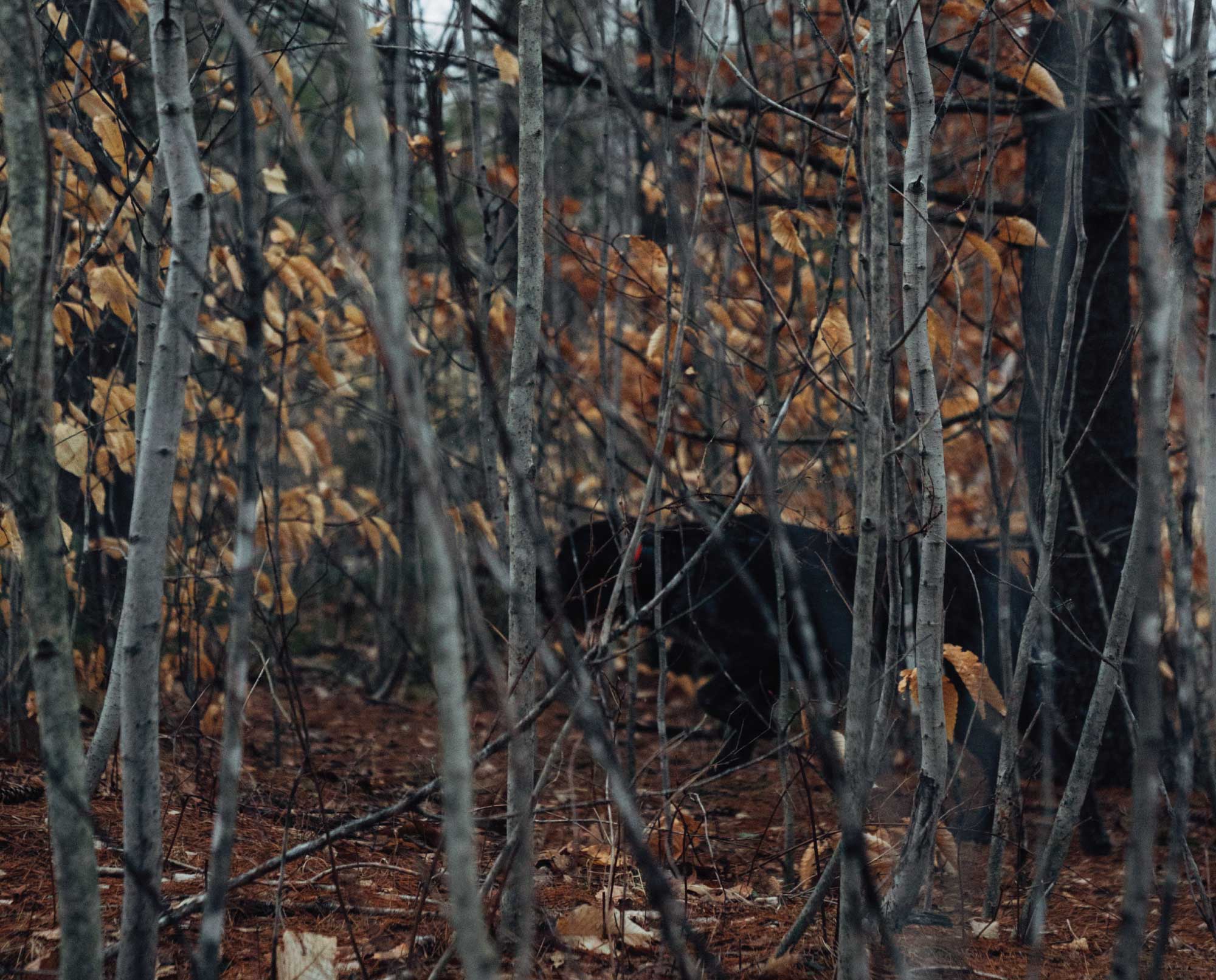 A bird dog on point in thick cover