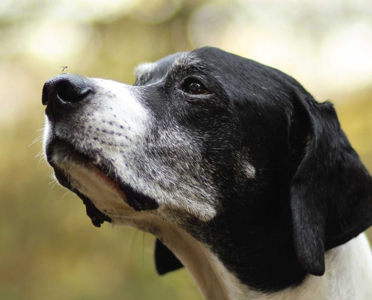 A dog with a mosquito on its nose. A risk to heartworm