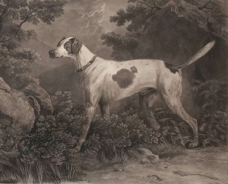 A pointing dog with a high tail in a historic painting.