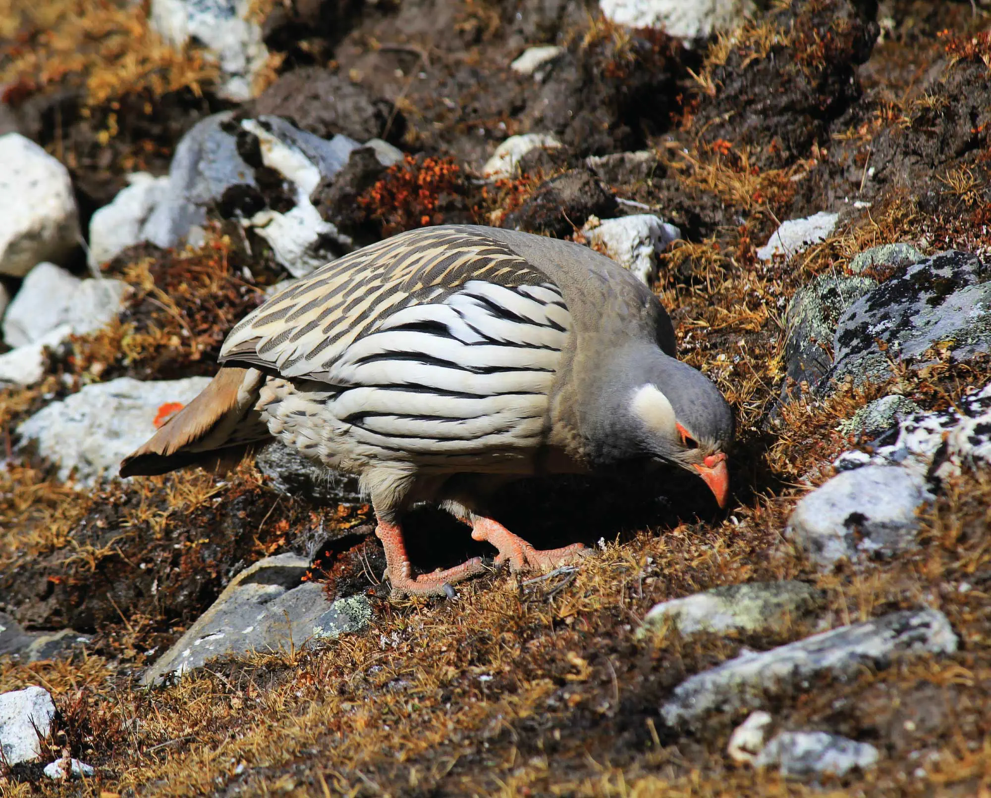 A Himalayan snowcock walks a rocky landscape in the Ruby Mountains..