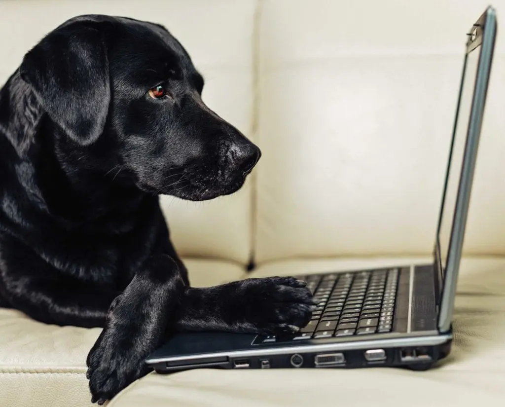 A dog working on a laptop