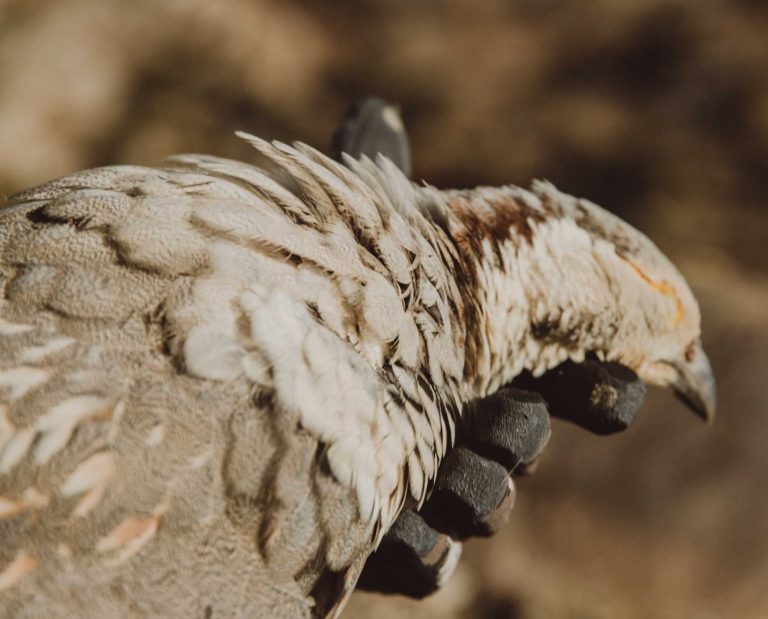 A Himalayan snowcock successfully shot in a Project Upland original film.
