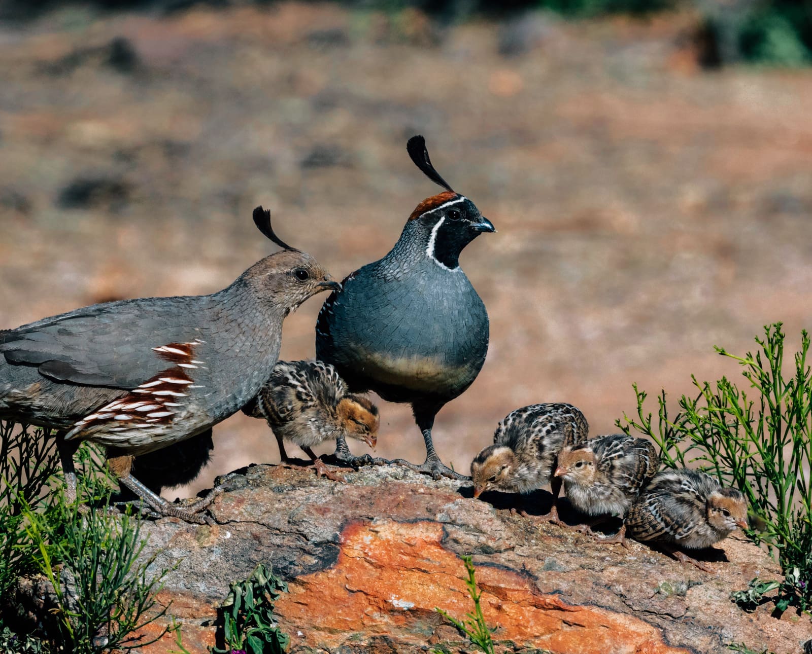 Gambel's quail with chicks in the Southwest