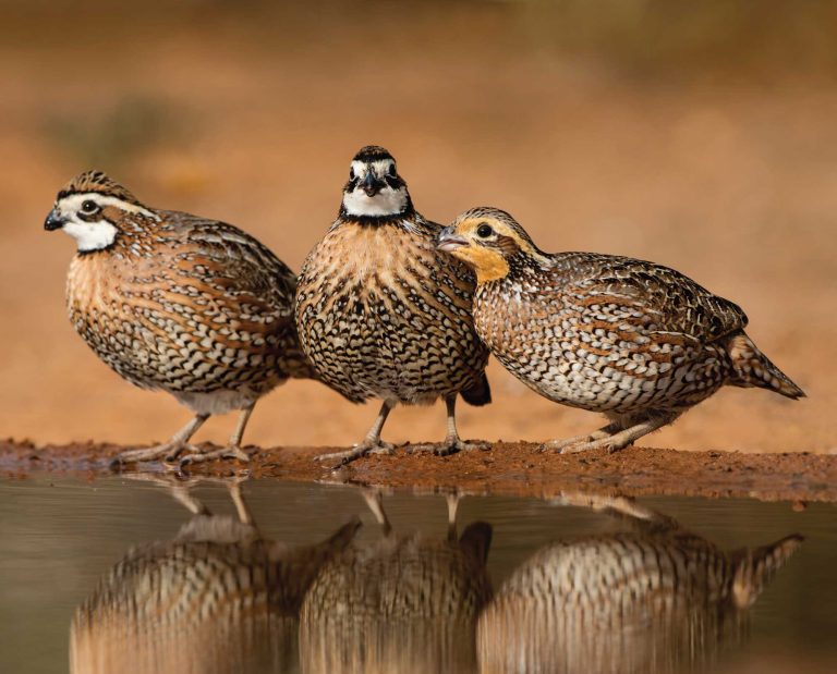 How Research Informs Bobwhite Management and Hunting Recommendations