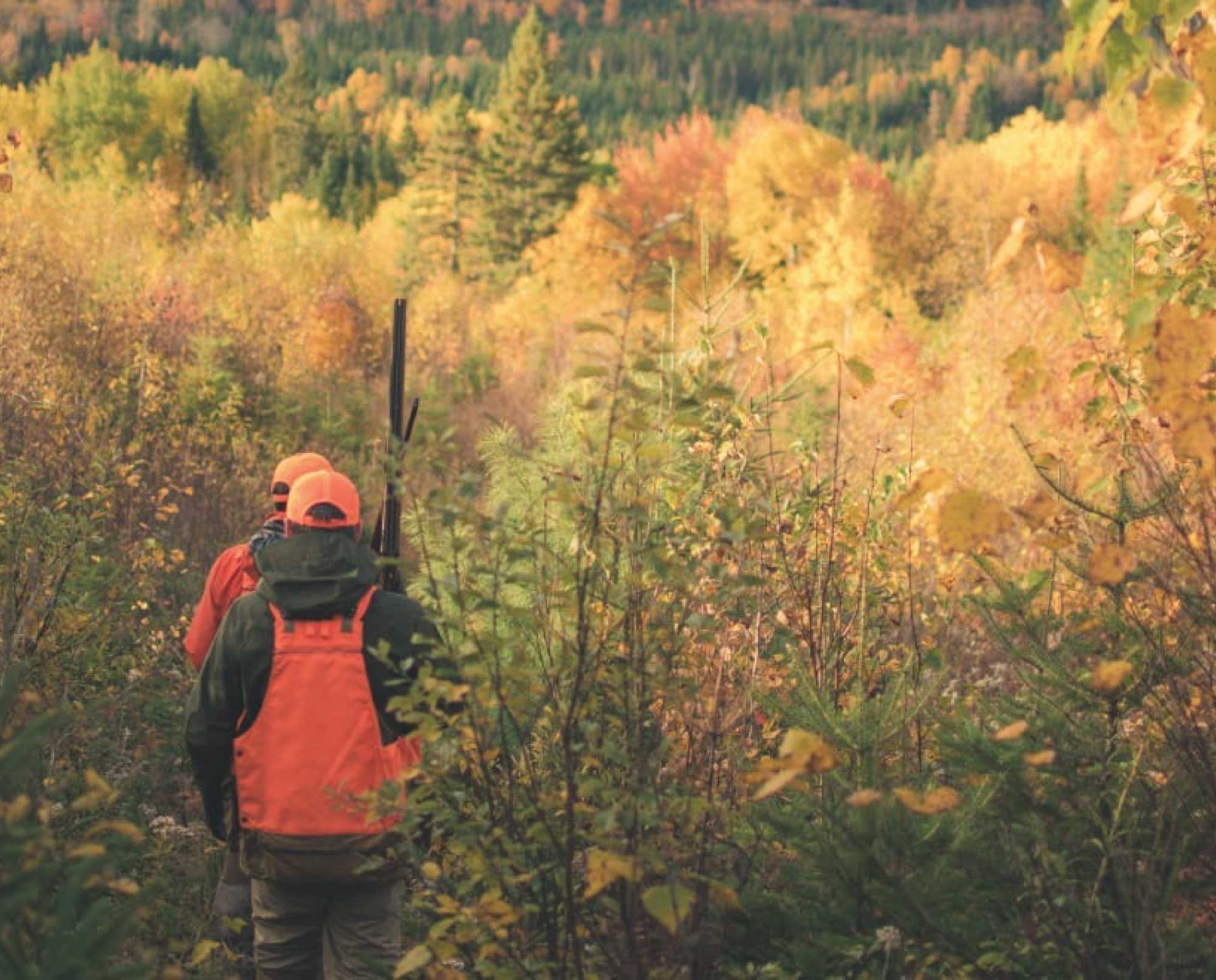 Two bird hunters in the woods of Quebec.
