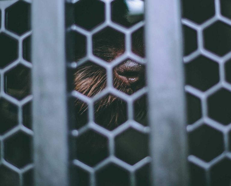 A Drahthaar in her gunner kennel during crate training