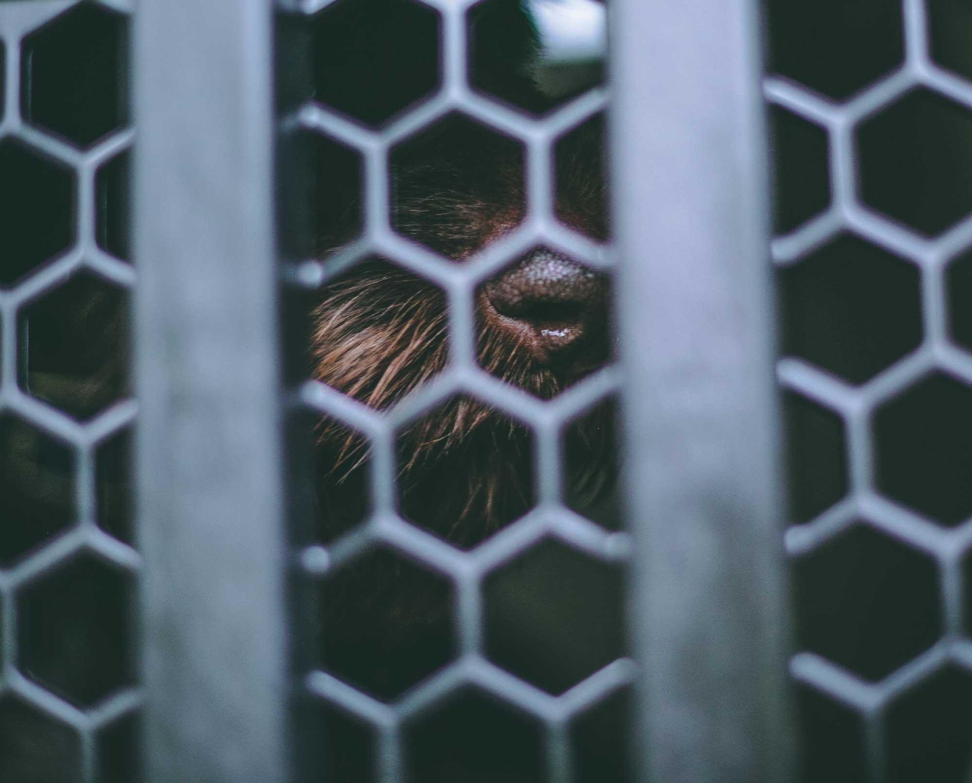 A Drahthaar in her gunner kennel during crate training