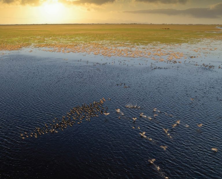 A view of a large flock of ducks in a big landscape
