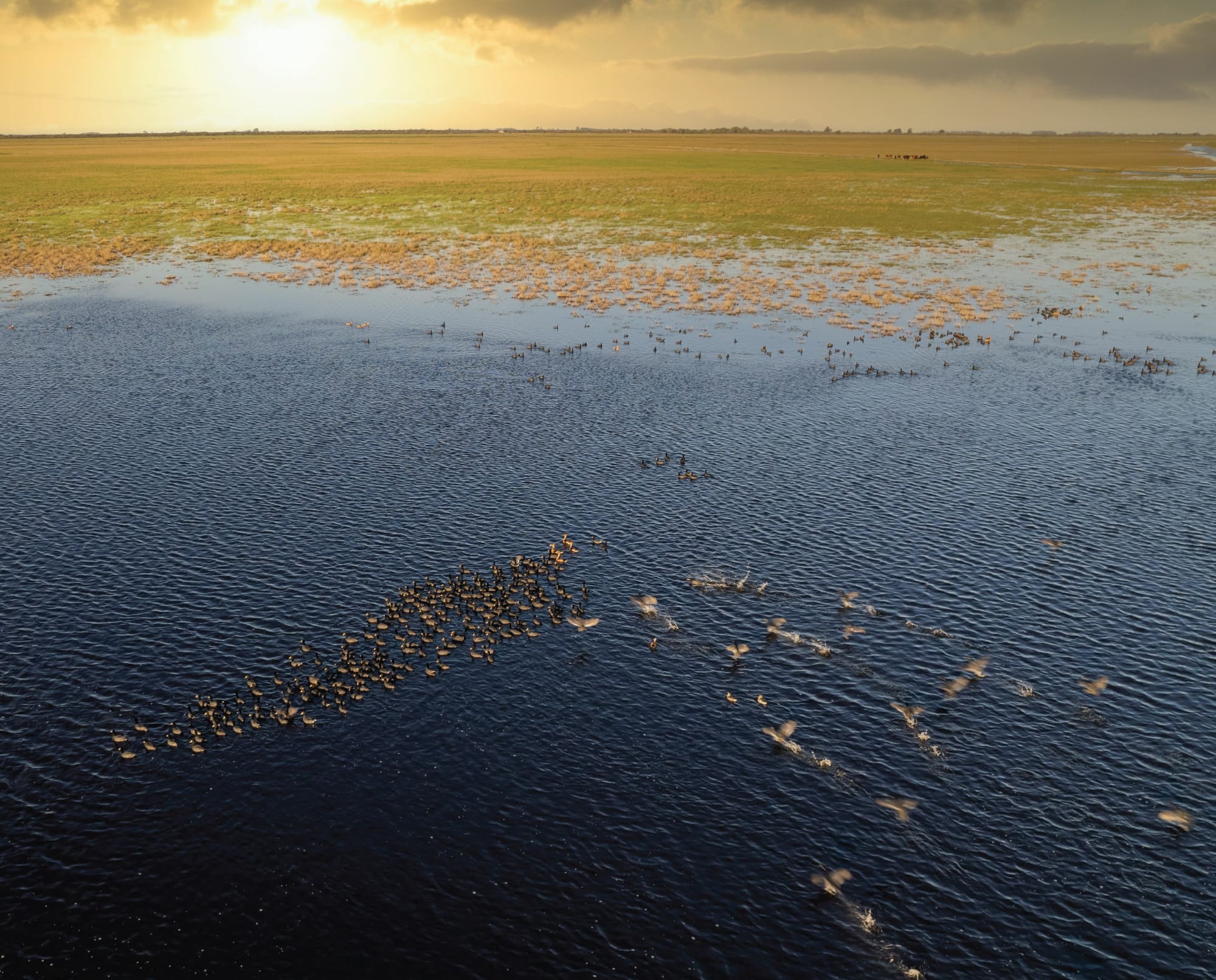 A view of a large flock of ducks in a big landscape