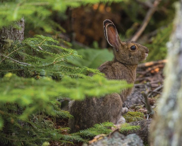 A snowshoe hare in thick cover.