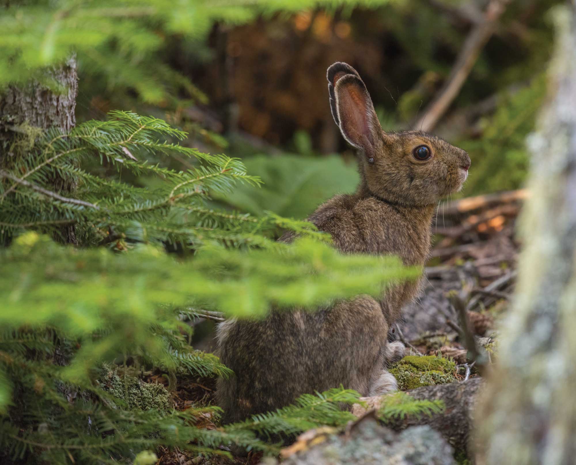 A snowshoe hare in thick cover.
