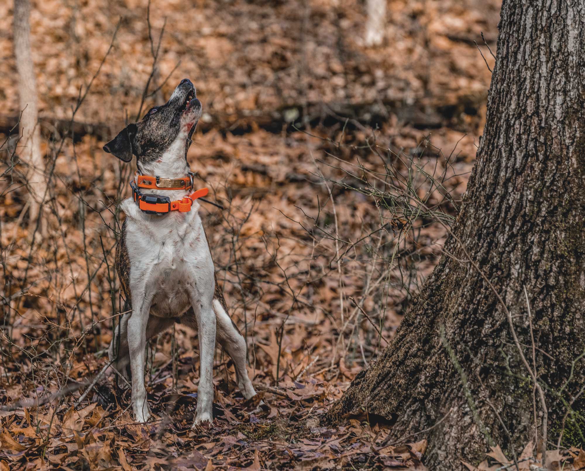 A dog barks at a squirrel in a tree while hunting