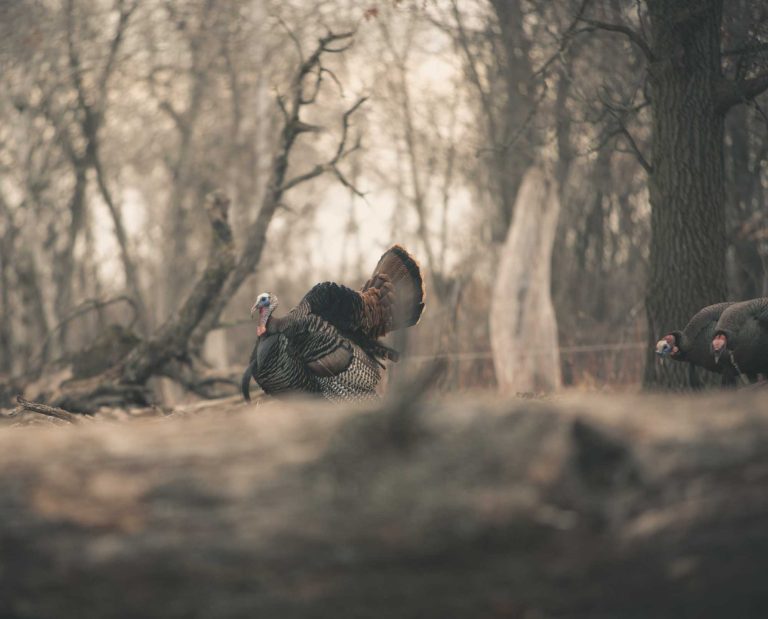 A group of turkeys walking a trail midday.