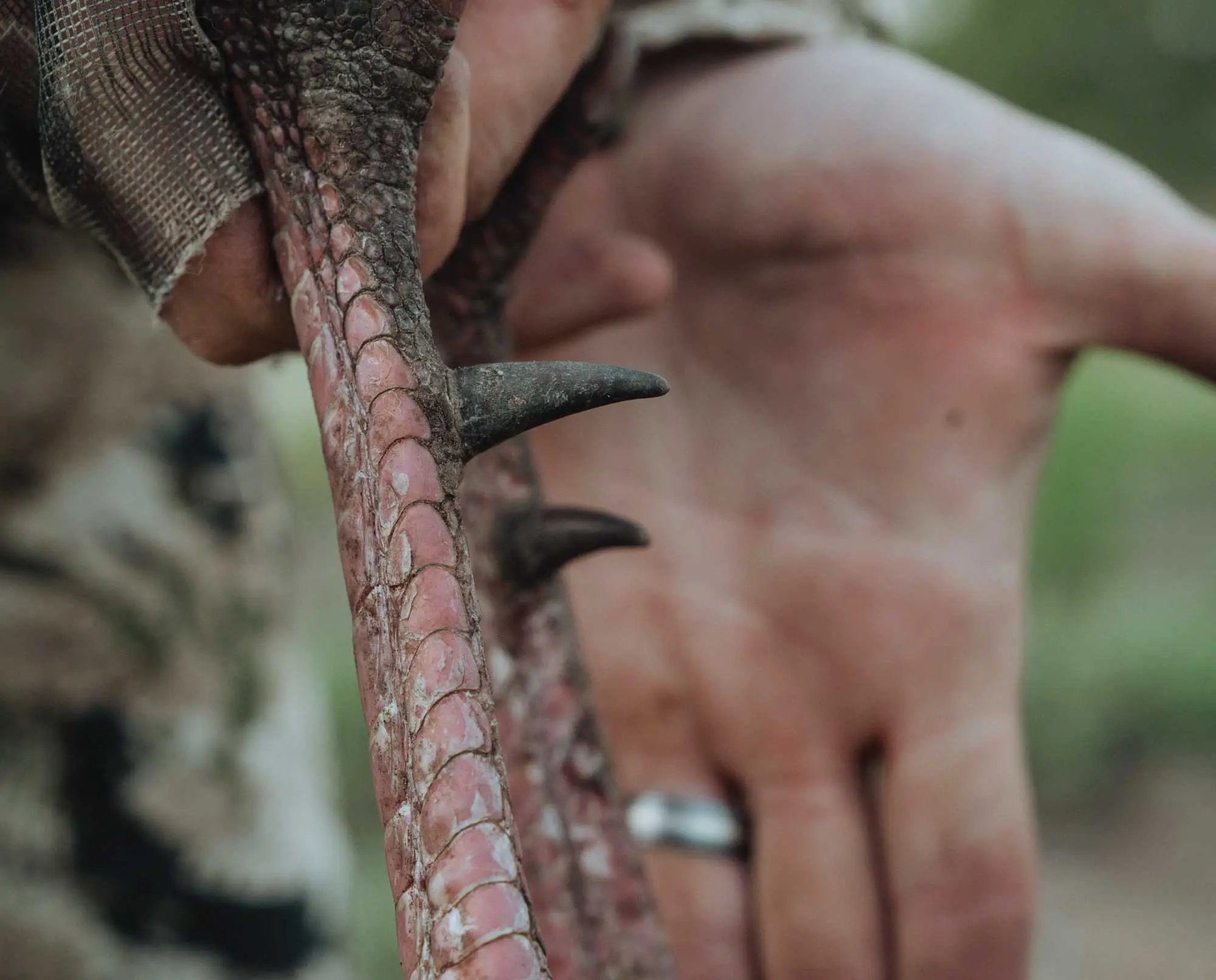 A turkey hunter holds up a mature Tom turkey with large spurs.