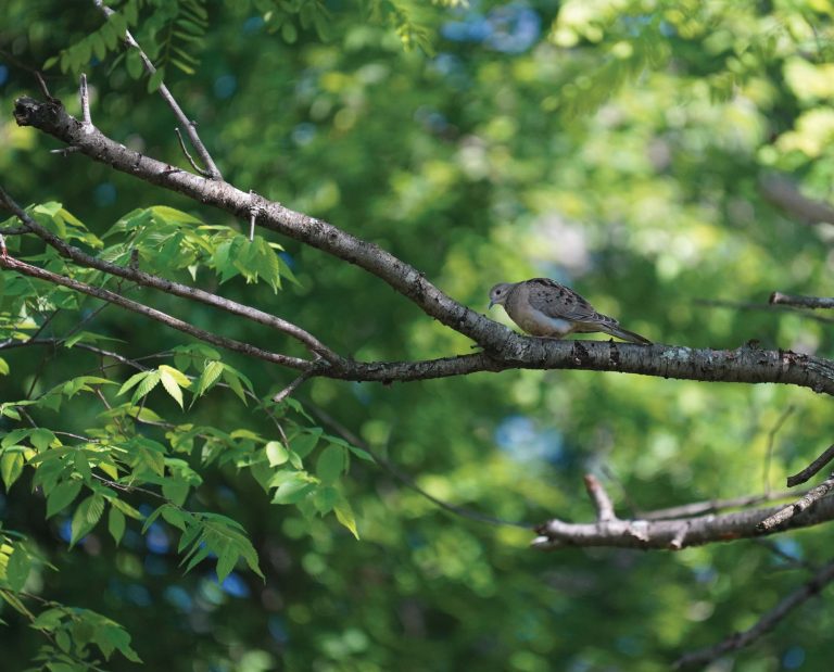 A mourning dove in habitat