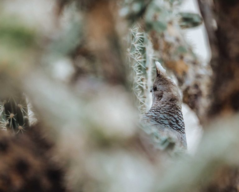 A Scaled Quail in thick cover during bird hunting season.