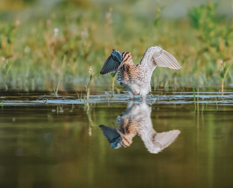 A snipe about to take flight from a marsh.