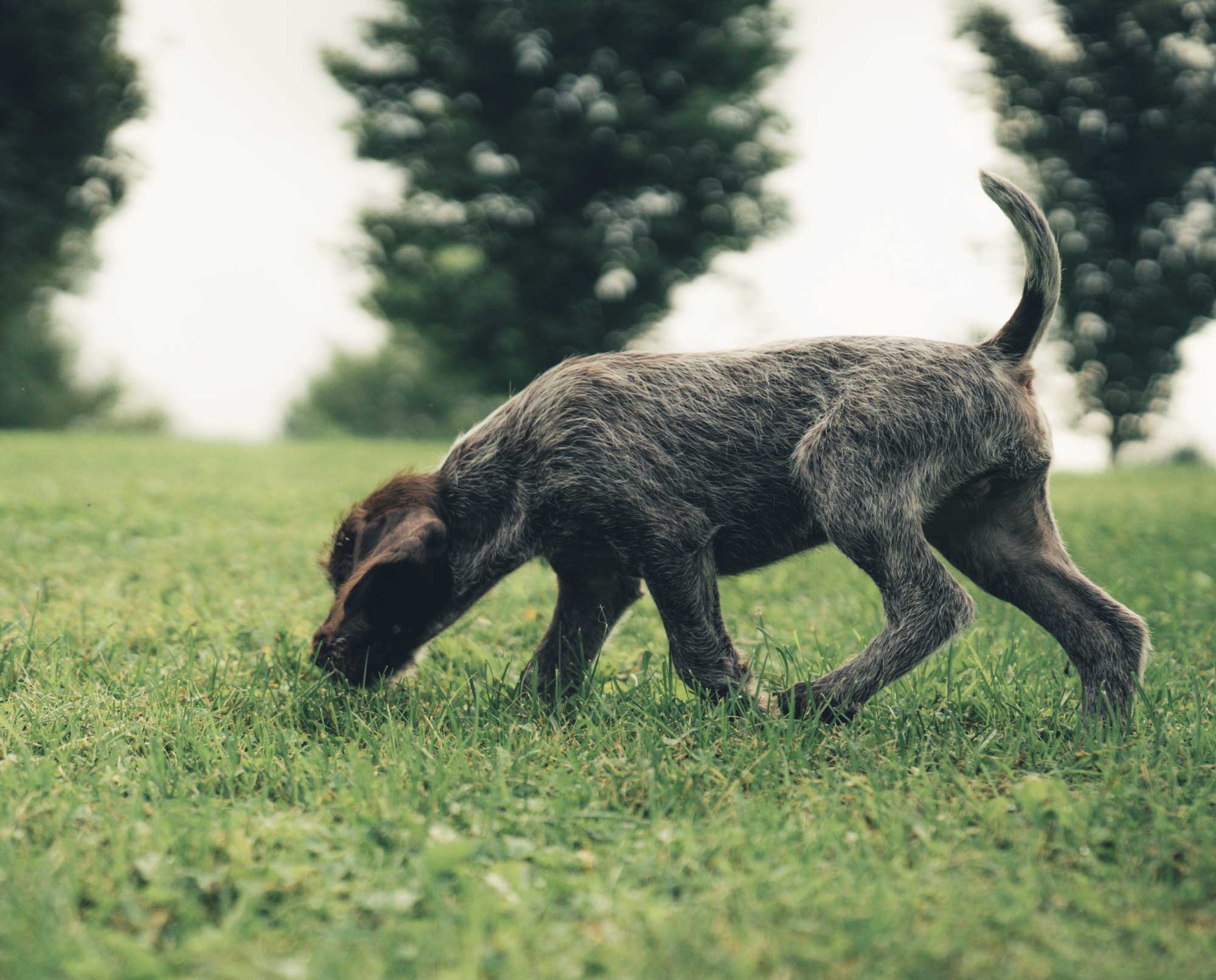 A puppy at a dog breeding operation