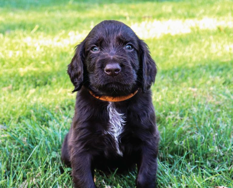 A deutsch langhaar puppy at his new home.