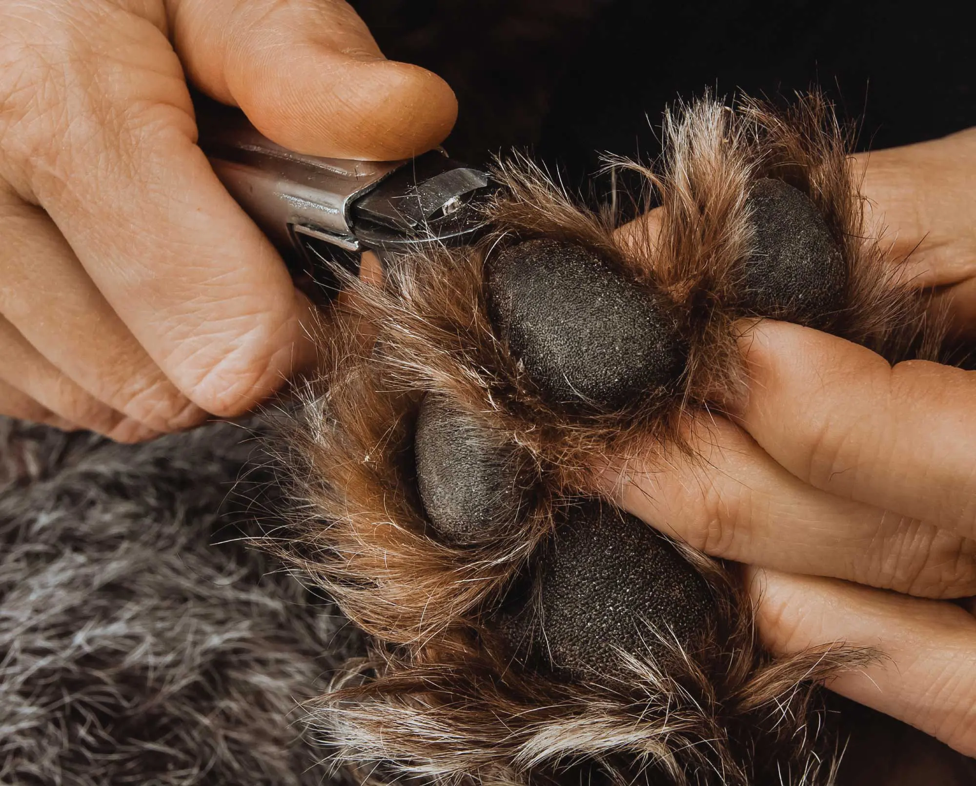 Trimming a hunting dog nails