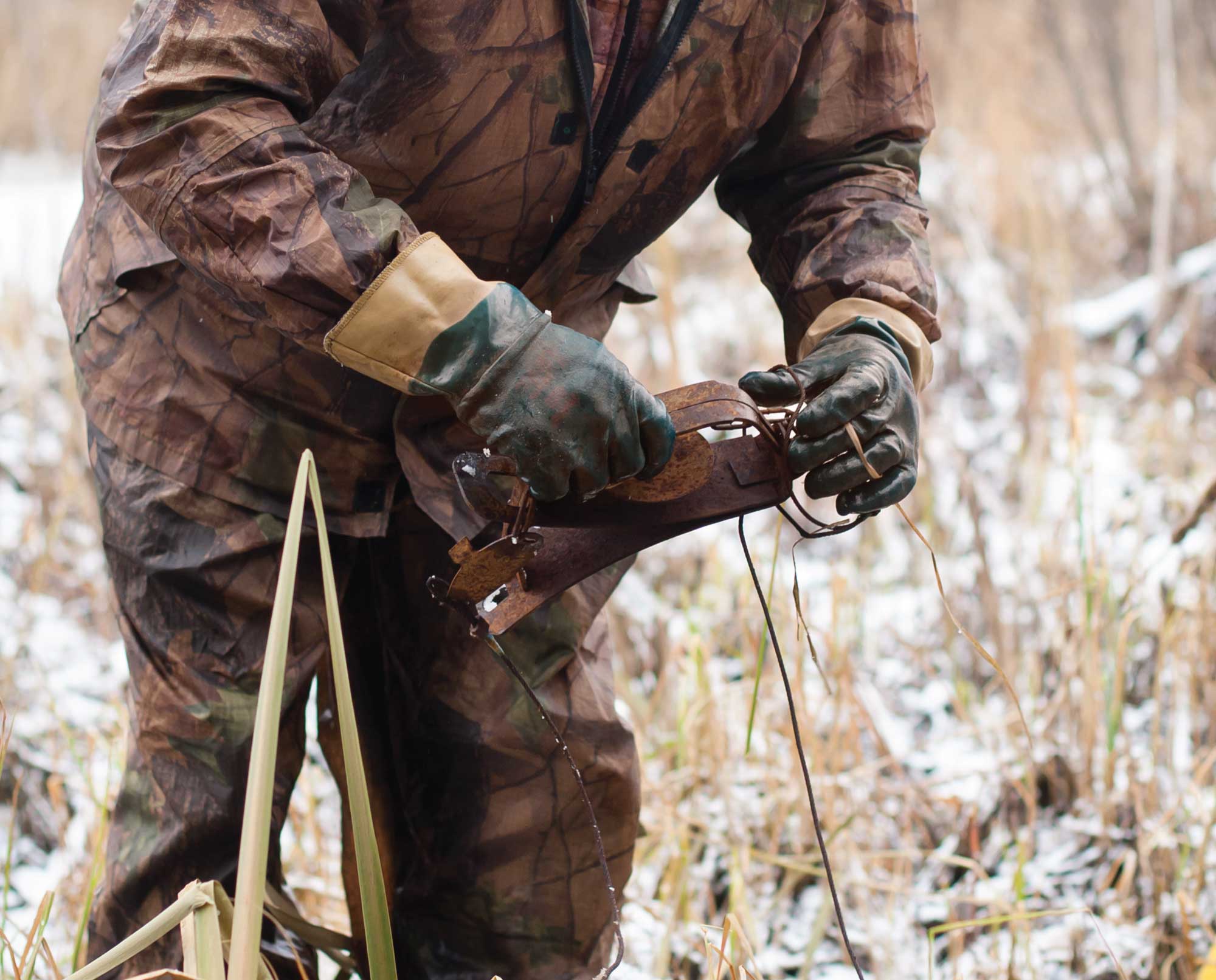 A trapper setting up a leghold trap
