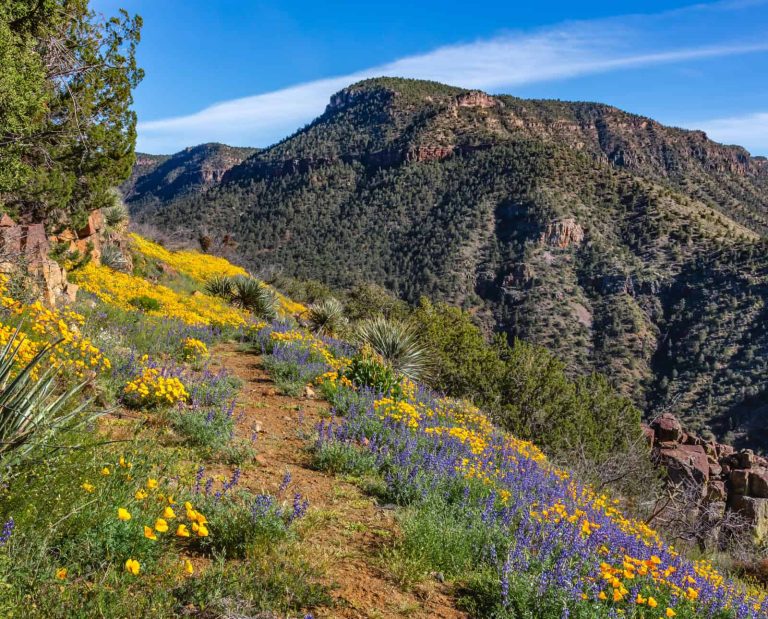 National Forests Public lands in Arizona