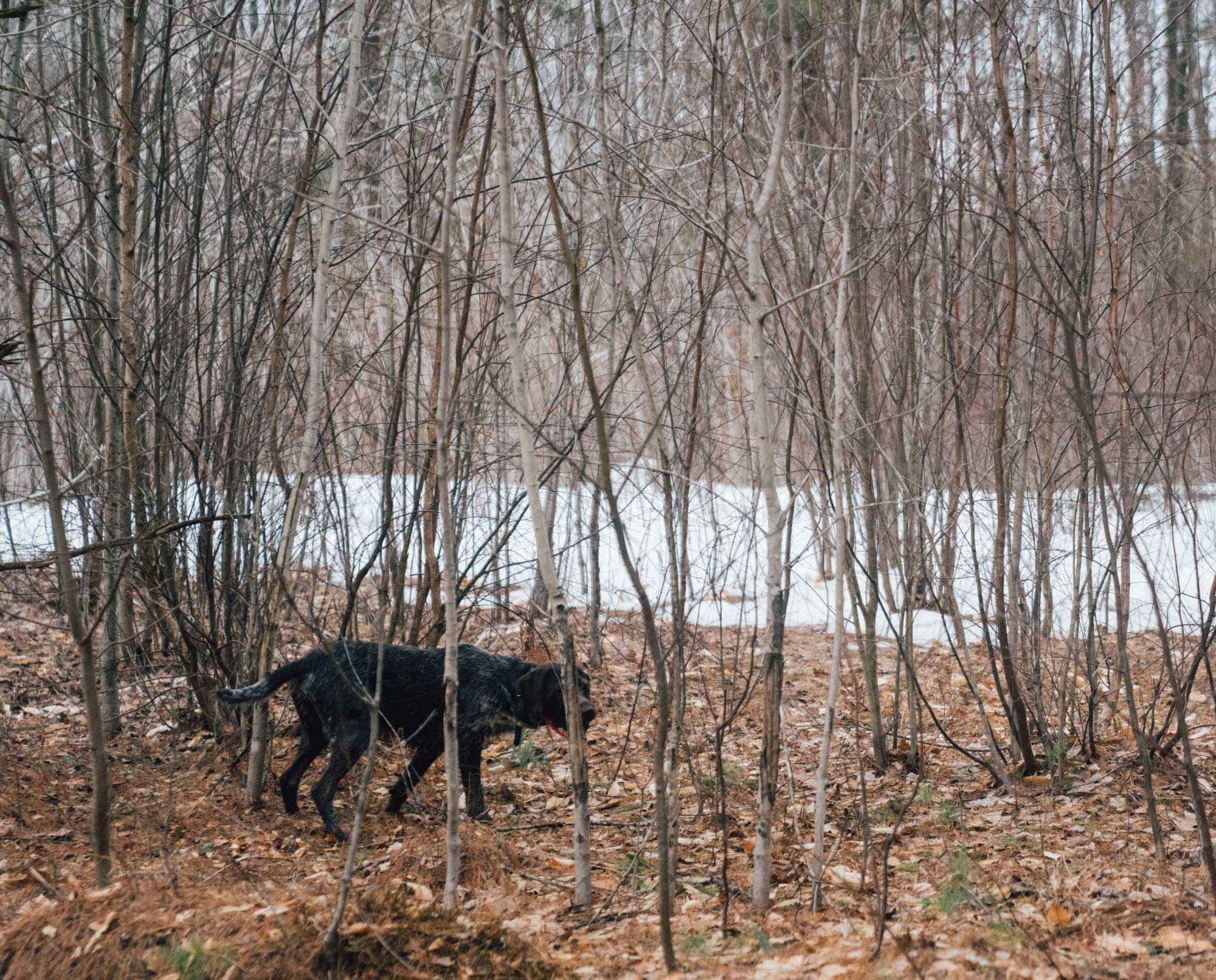 A dog on point during a grouse hunt