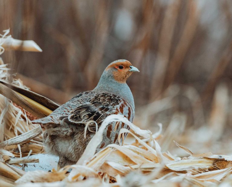 a Hungarian partridge walking through cover in the winter.