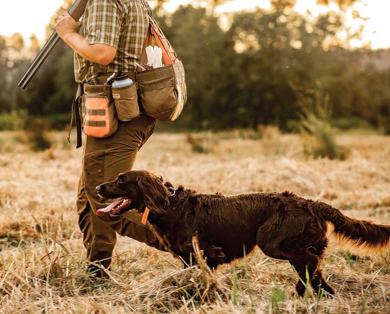 A dog heeling during a hunting dog test