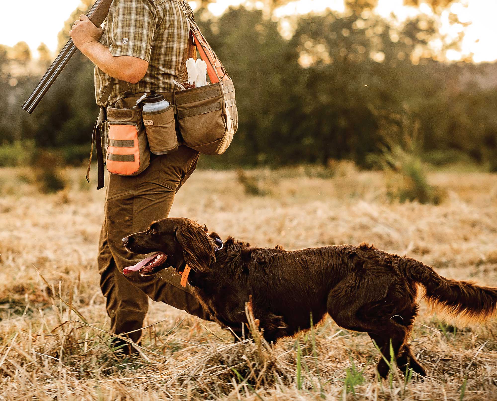A dog heeling during a hunting dog test