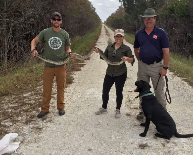 Biologist using Labrador Retrievers to hunt invasive pythons in Florida