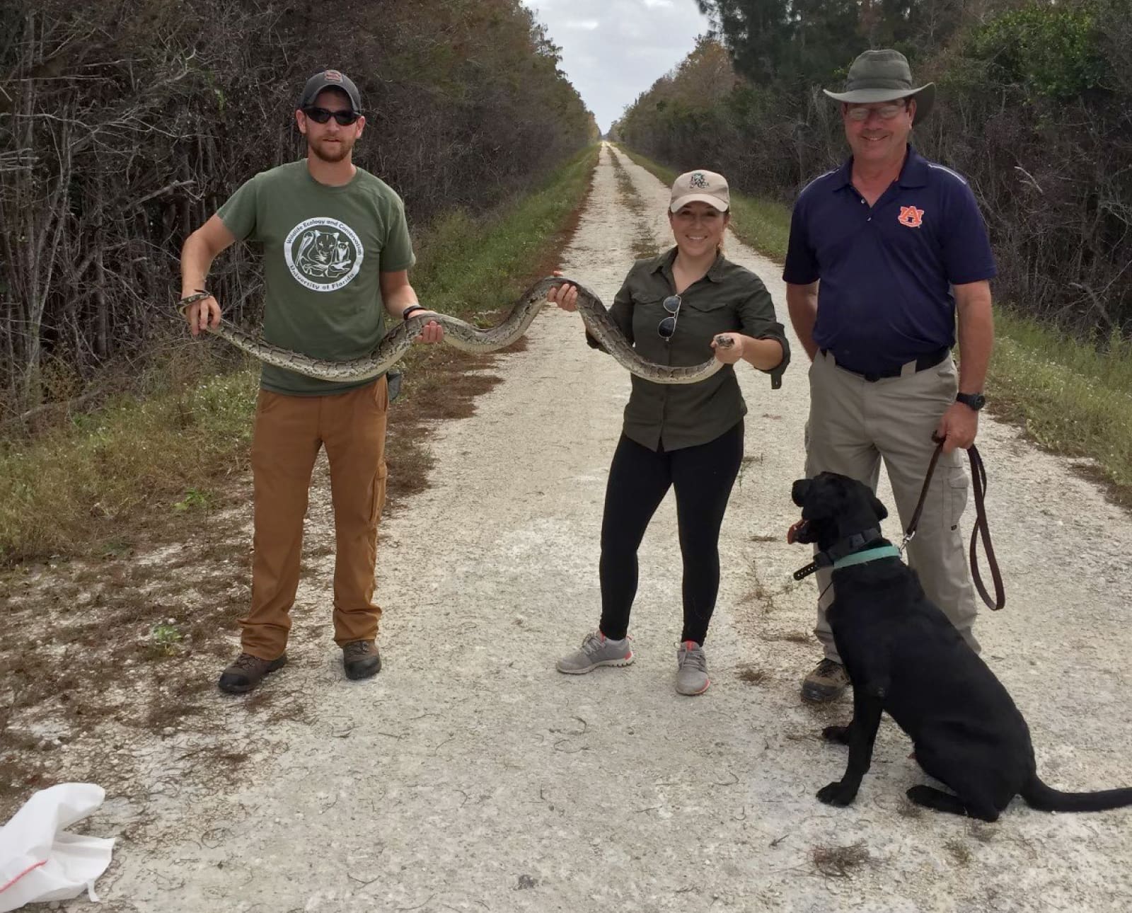 Biologist using Labrador Retrievers to hunt invasive pythons in Florida