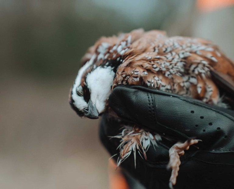 A Bobwhite quail taken in Georgia.