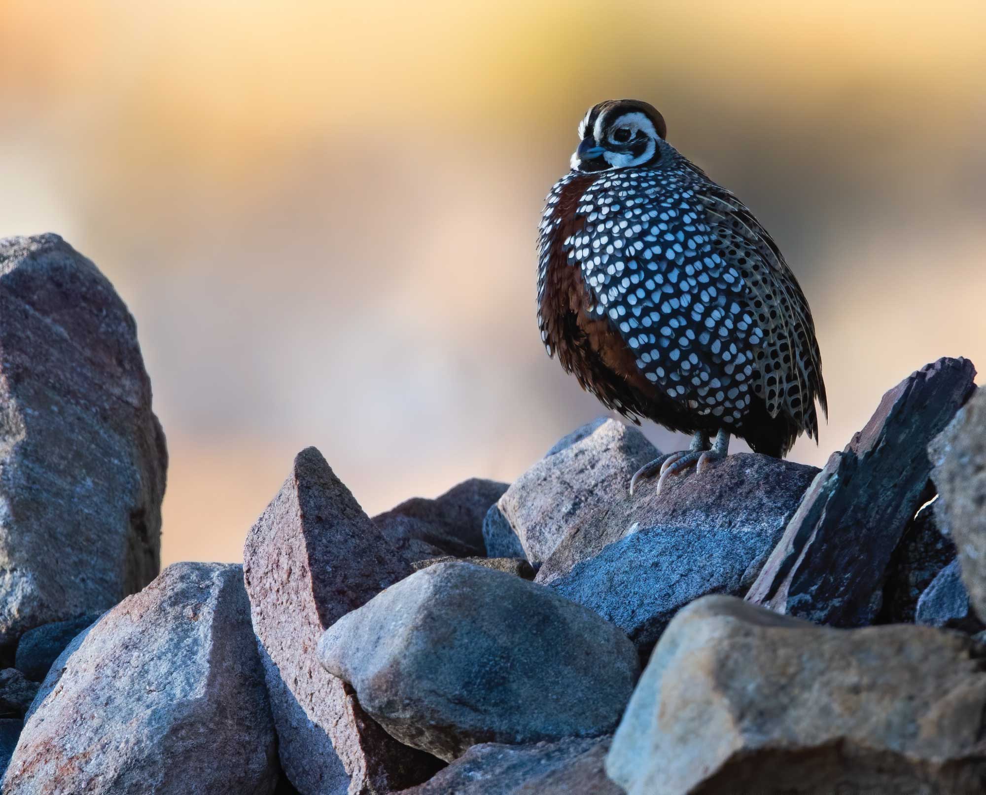 A Mearns Quail in Arizona