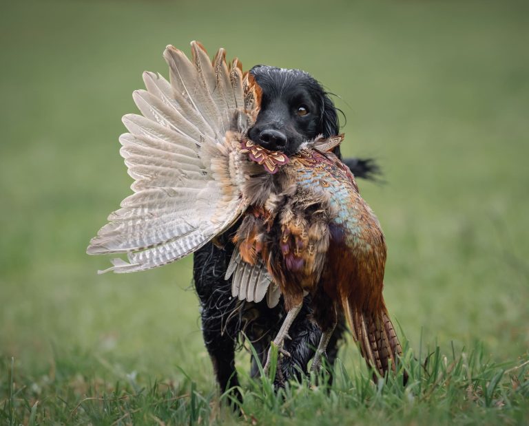 A bird dog retrieves a pheasant while hunting