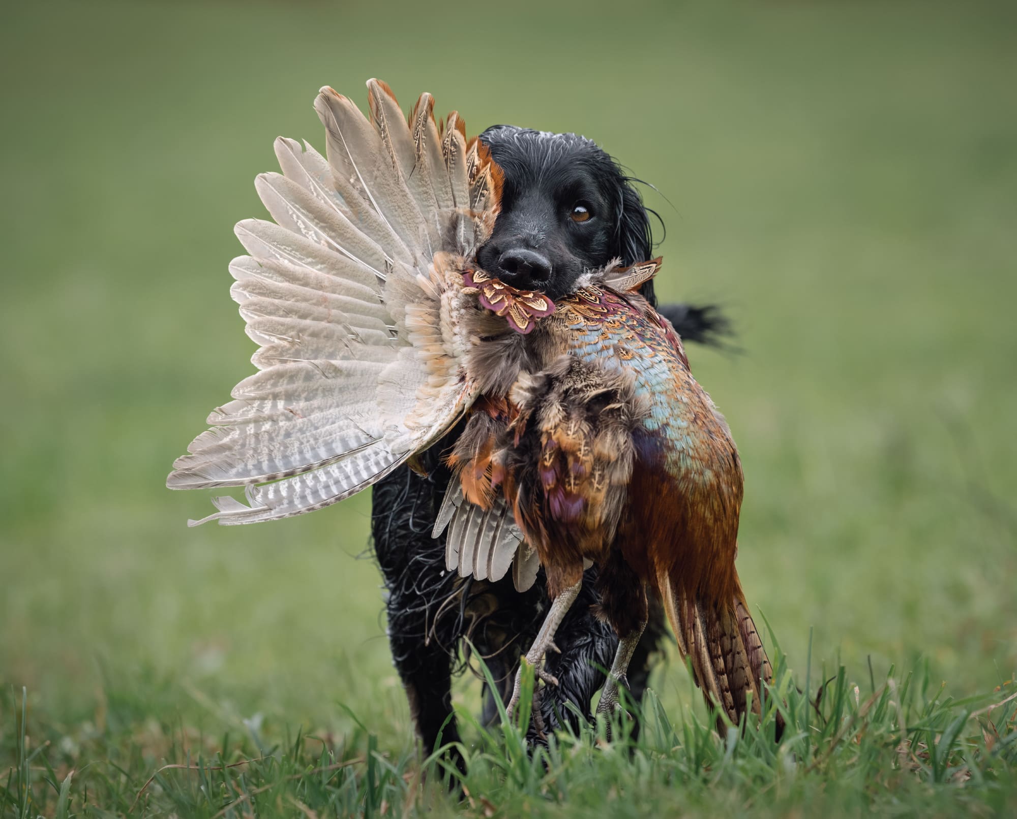 A bird dog retrieves a pheasant while hunting