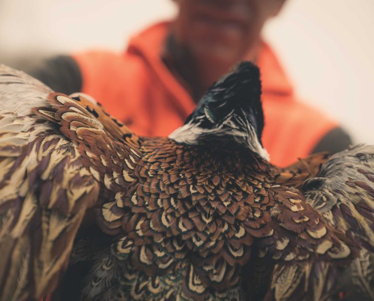 A close up shot of the detail on a pheasant