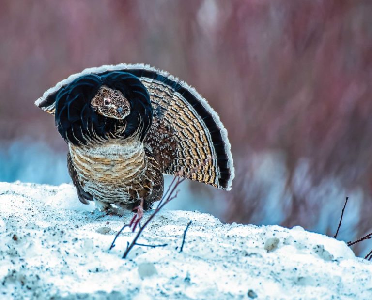 A ruffed grouse walking in the snow in Alaska