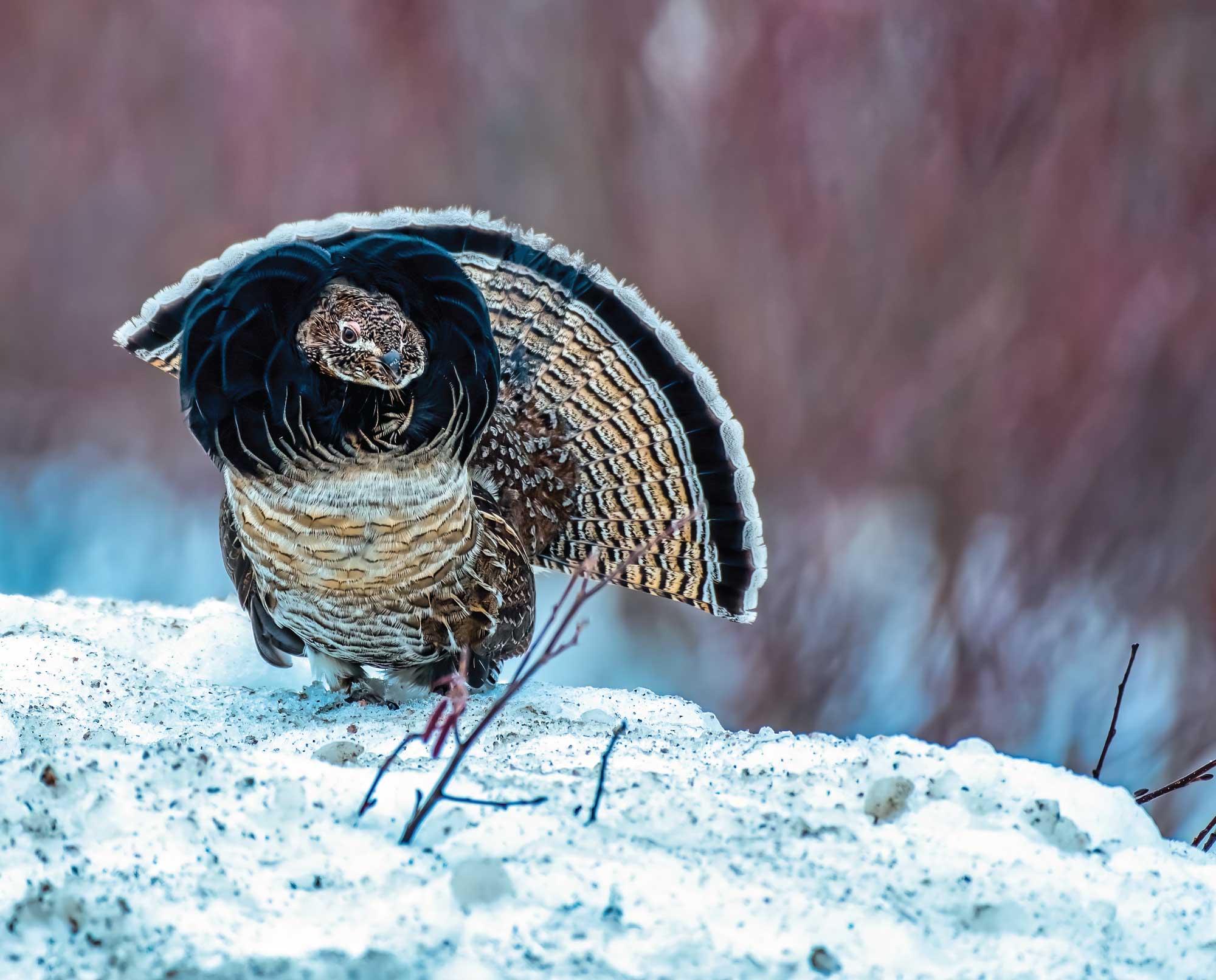A ruffed grouse walking in the snow in Alaska