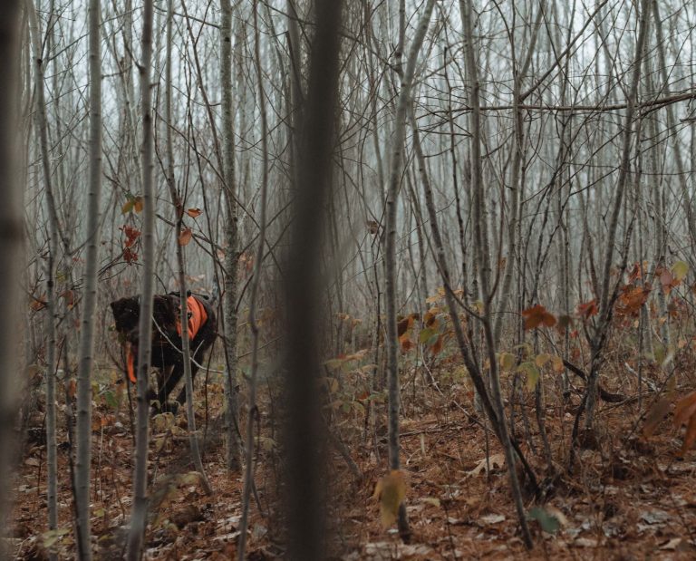 A grouse hunting dog runs through the rain