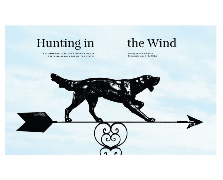 A dog points into the wind