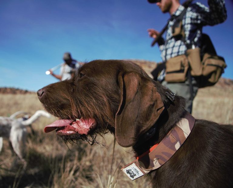 A pudlepointer and English pointer out bird hunting.
