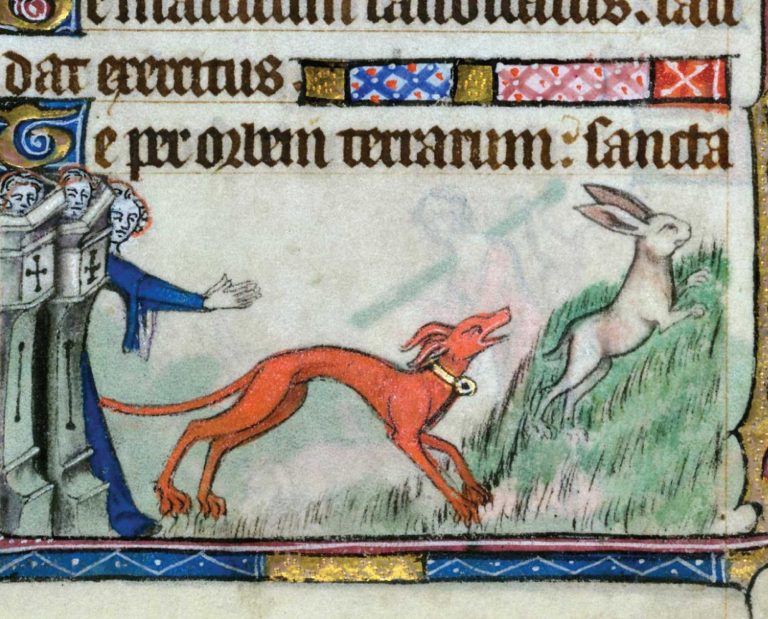 A medieval illustration shows a sight hound being released on a rabbit.