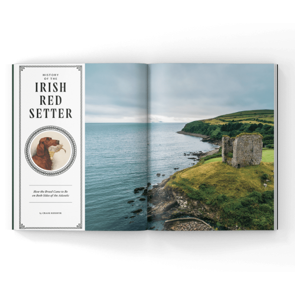 Irish-Red-setter-magazine The Irish red setter in a magazine