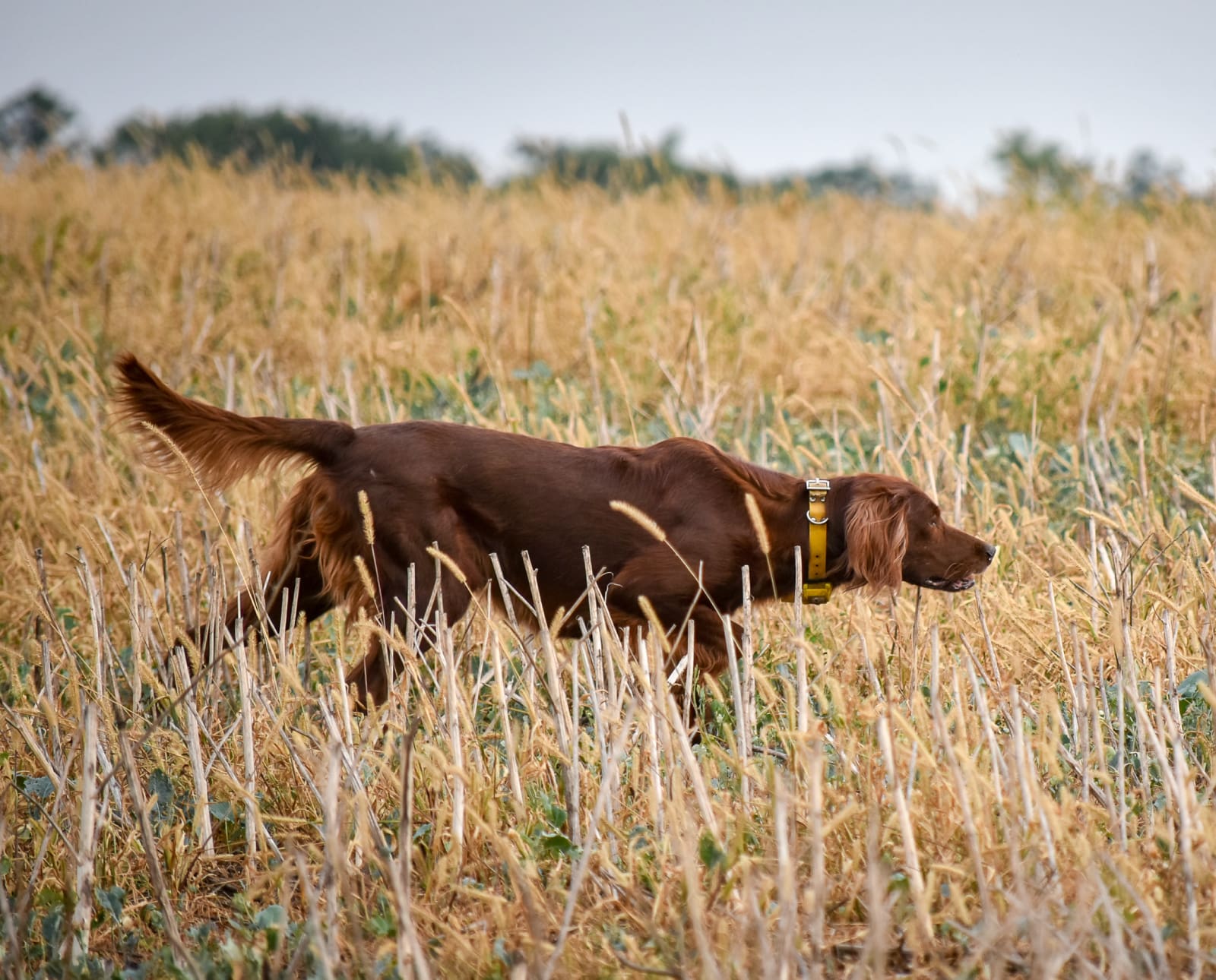 An Irish Setter hunting dog on point