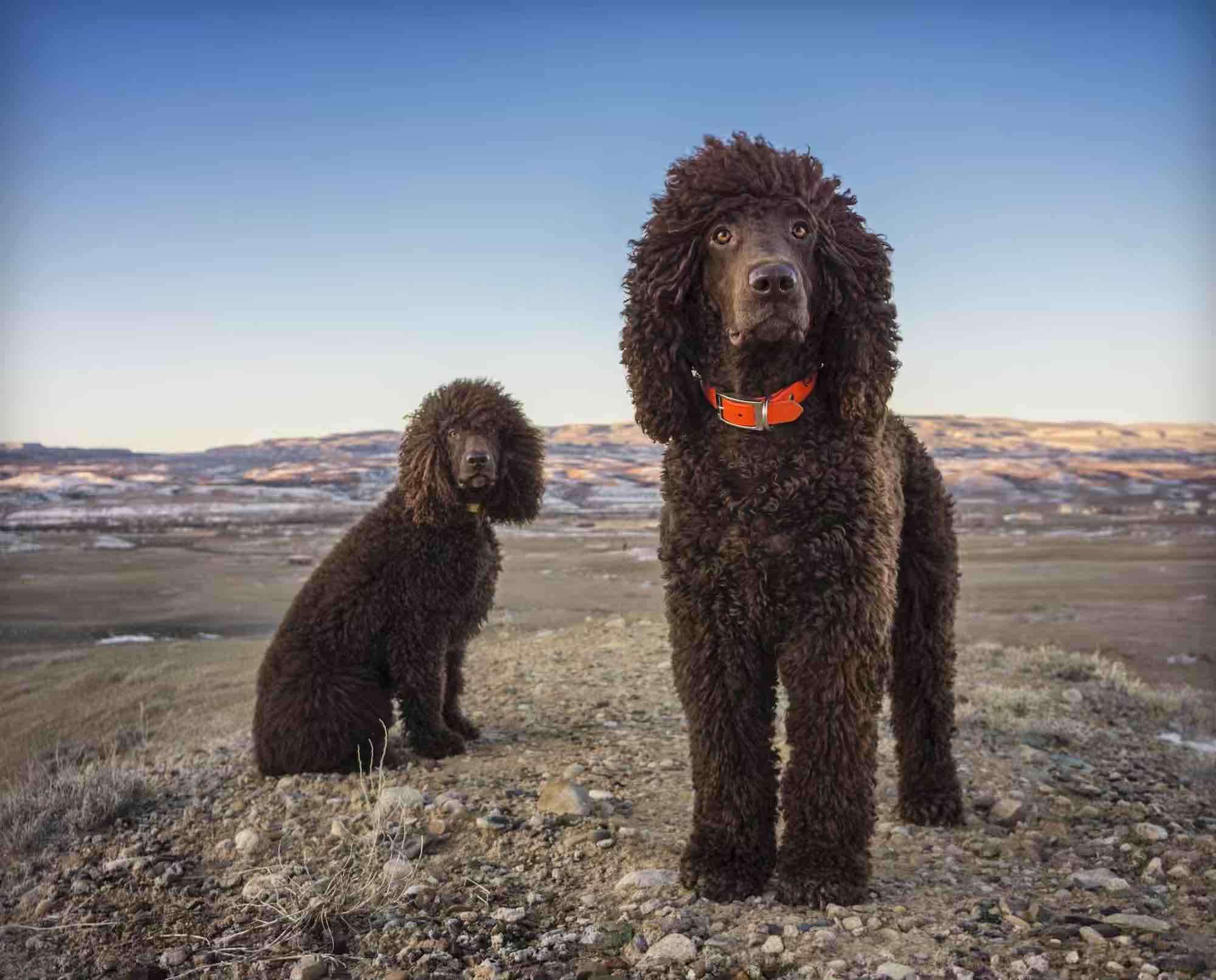 Two Irish Water Spaniels on a barren landscape