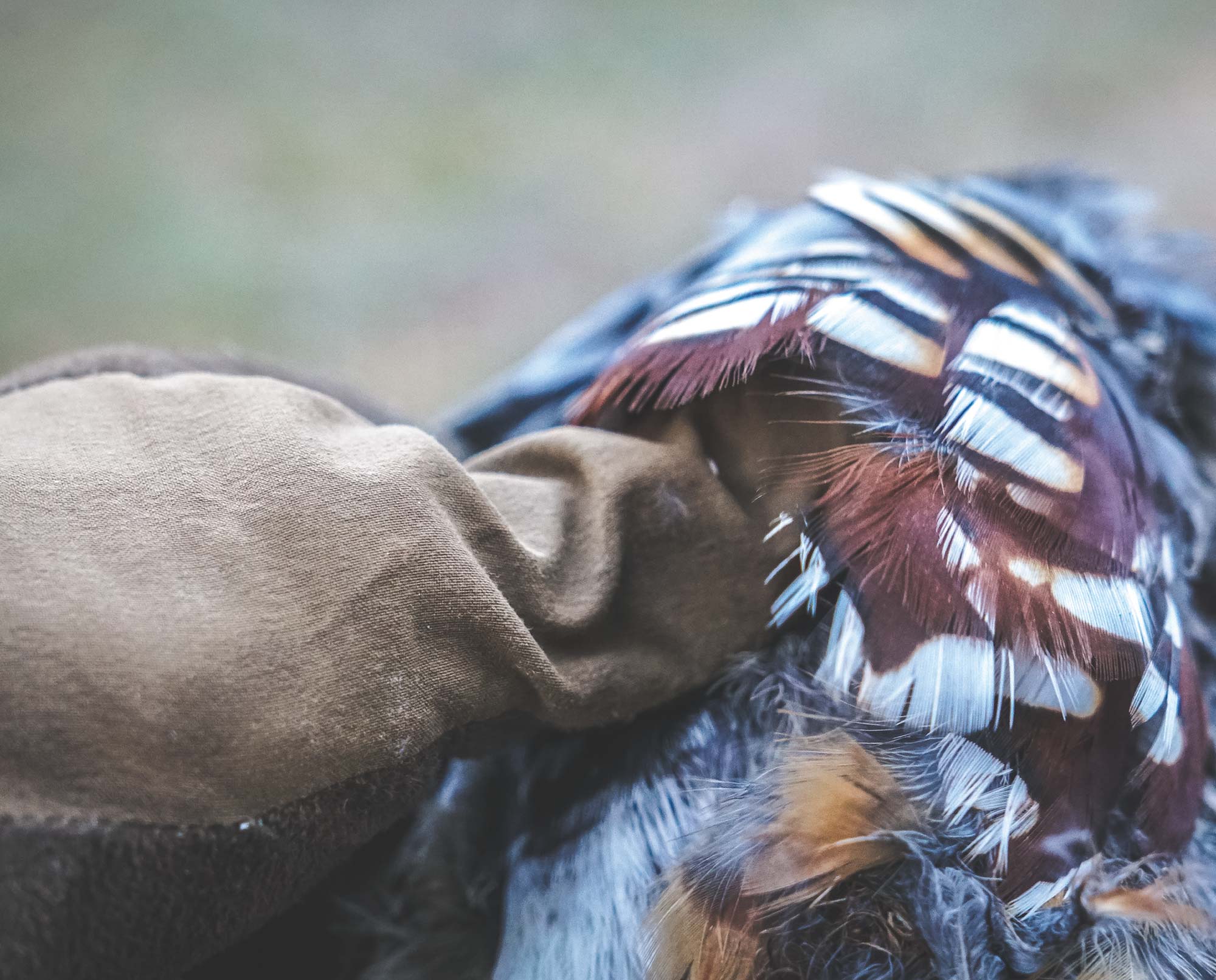 A mountain quail in California